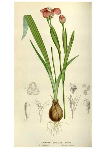 Reproducción/Reproduction 49583541898: Flore des serres et des jardins de l'Europe. A Gand :chez Louis van Houtte, eÌditeur,1845-1880.. 