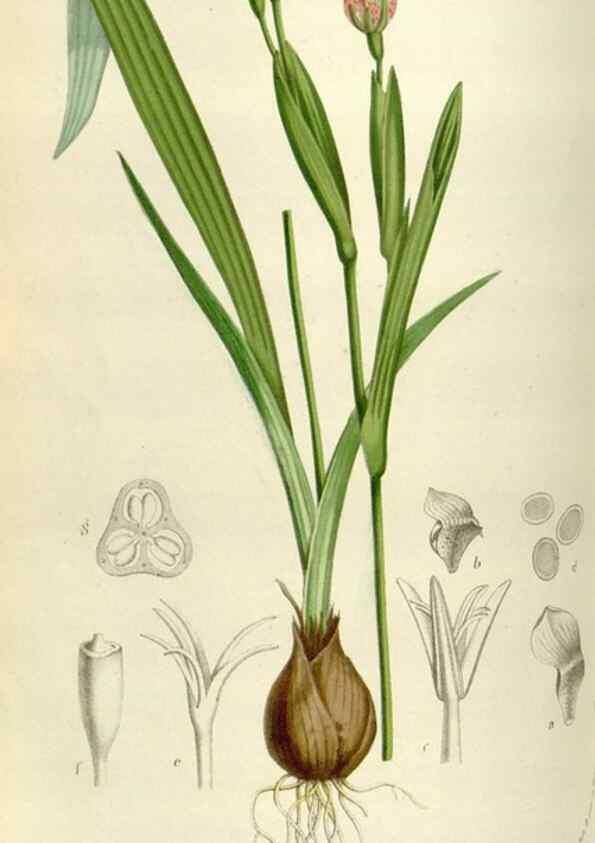 Reproducción/Reproduction 49583541898: Flore des serres et des jardins de l'Europe. A Gand :chez Louis van Houtte, eÌditeur,1845-1880.. 