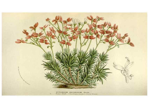 Reproducción/Reproduction 49584273112: Flore des serres et des jardins de l'Europe. A Gand :chez Louis van Houtte, eÌditeur,1845-1880.. 