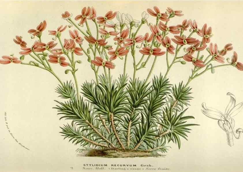 Reproducción/Reproduction 49584273112: Flore des serres et des jardins de l'Europe. A Gand :chez Louis van Houtte, eÌditeur,1845-1880.. 