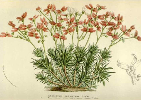 Reproducción/Reproduction 49584273112: Flore des serres et des jardins de l'Europe. A Gand :chez Louis van Houtte, eÌditeur,1845-1880.. 