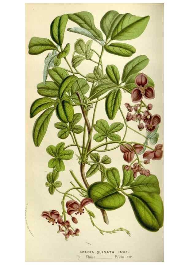 Reproducción/Reproduction 49584273547: Flore des serres et des jardins de l'Europe. A Gand :chez Louis van Houtte, eÌditeur,1845-1880.. 