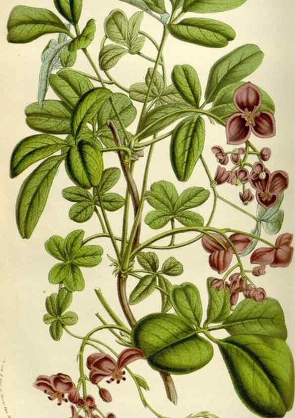 Reproducción/Reproduction 49584273547: Flore des serres et des jardins de l'Europe. A Gand :chez Louis van Houtte, eÌditeur,1845-1880.. 