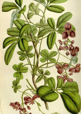 Reproducción/Reproduction 49584273547: Flore des serres et des jardins de l'Europe. A Gand :chez Louis van Houtte, eÌditeur,1845-1880.. 