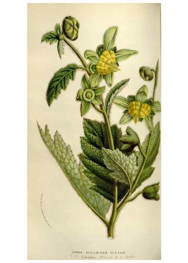 Reproducción/Reproduction 49584041026: Flore des serres et des jardins de l'Europe. A Gand :chez Louis van Houtte, eÌditeur,1845-1880.. 