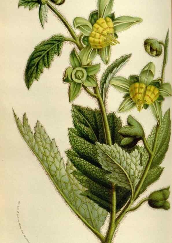 Reproducción/Reproduction 49584041026: Flore des serres et des jardins de l'Europe. A Gand :chez Louis van Houtte, eÌditeur,1845-1880.. 