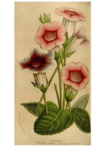 Reproducción/Reproduction 49583543398: Flore des serres et des jardins de l'Europe. A Gand :chez Louis van Houtte, eÌditeur,1845-1880.. 