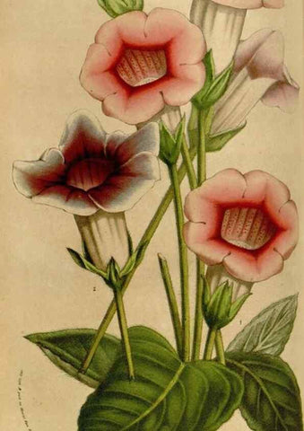 Reproducción/Reproduction 49583543398: Flore des serres et des jardins de l'Europe. A Gand :chez Louis van Houtte, eÌditeur,1845-1880.. 