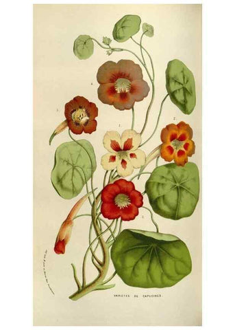 Reproducción/Reproduction 49584274582: Flore des serres et des jardins de l'Europe. A Gand :chez Louis van Houtte, eÌditeur,1845-1880.. 