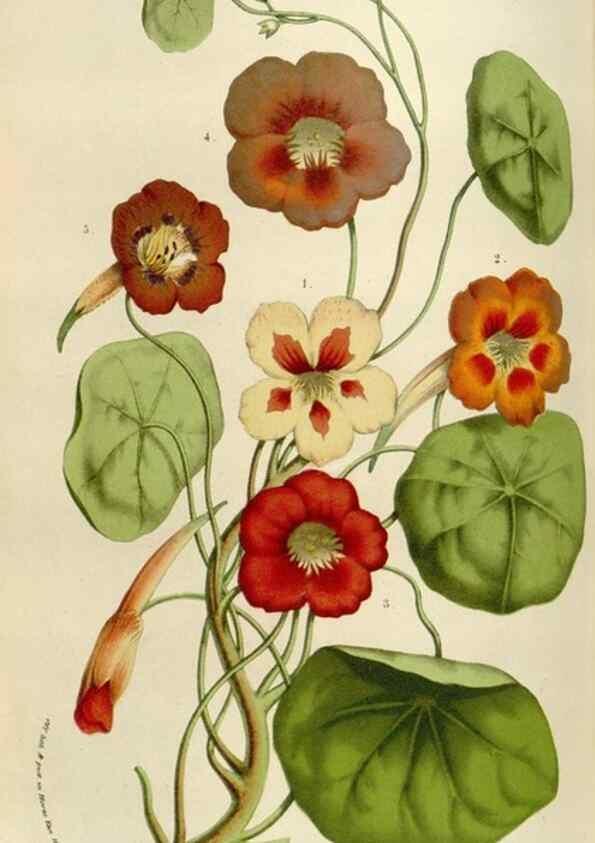 Reproducción/Reproduction 49584274582: Flore des serres et des jardins de l'Europe. A Gand :chez Louis van Houtte, eÌditeur,1845-1880.. 