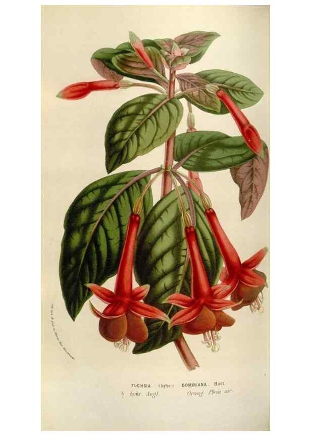 Reproducción/Reproduction 49584042181: Flore des serres et des jardins de l'Europe. A Gand :chez Louis van Houtte, eÌditeur,1845-1880.. 