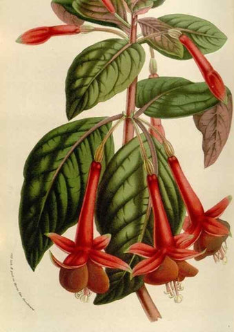Reproducción/Reproduction 49584042181: Flore des serres et des jardins de l'Europe. A Gand :chez Louis van Houtte, eÌditeur,1845-1880.. 