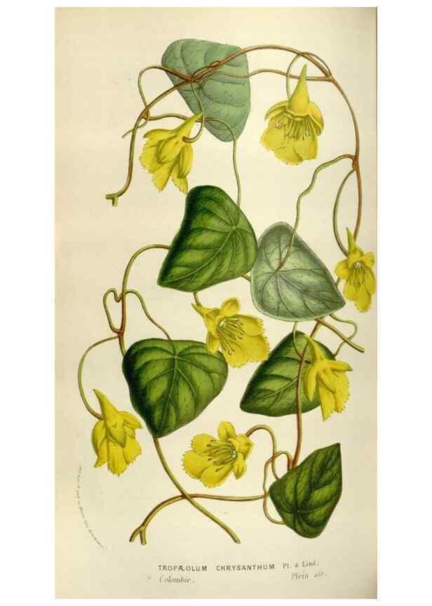 Reproducción/Reproduction 49584275262: Flore des serres et des jardins de l'Europe. A Gand :chez Louis van Houtte, eÌditeur,1845-1880.. 