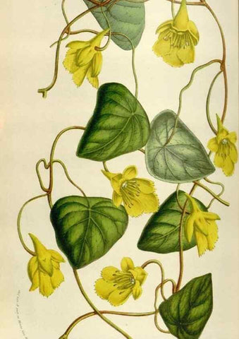 Reproducción/Reproduction 49584275262: Flore des serres et des jardins de l'Europe. A Gand :chez Louis van Houtte, eÌditeur,1845-1880.. 