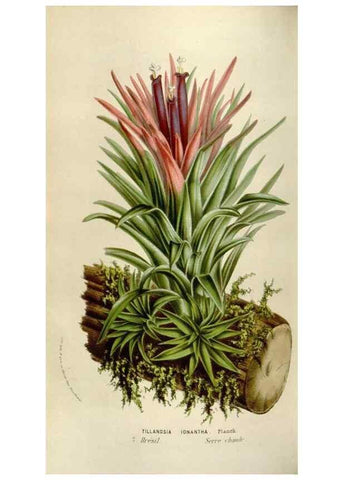 Reproducción/Reproduction 49584042861: Flore des serres et des jardins de l'Europe. A Gand :chez Louis van Houtte, eÌditeur,1845-1880.. 