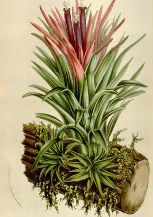 Reproducción/Reproduction 49584042861: Flore des serres et des jardins de l'Europe. A Gand :chez Louis van Houtte, eÌditeur,1845-1880.. 