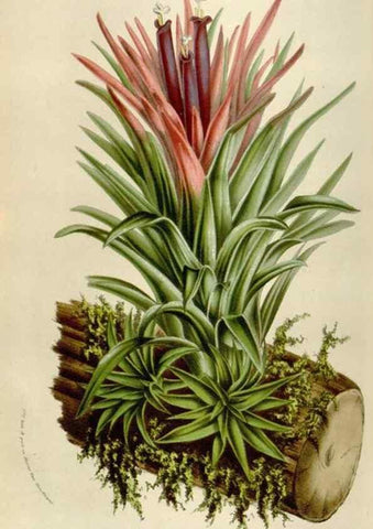 Reproducción/Reproduction 49584042861: Flore des serres et des jardins de l'Europe. A Gand :chez Louis van Houtte, eÌditeur,1845-1880.. 