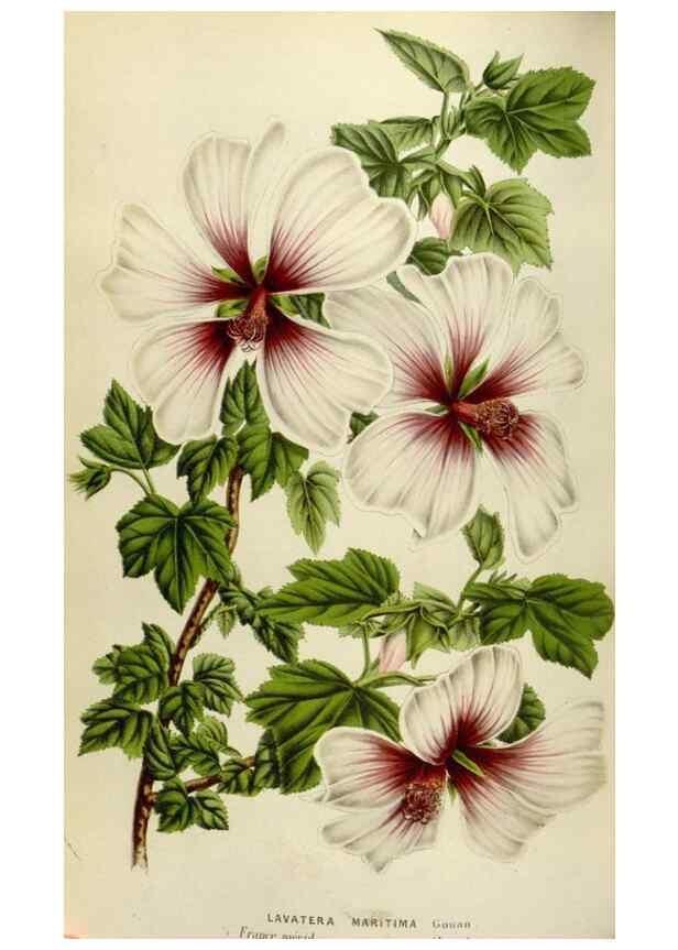 Reproducción/Reproduction 49584276352: Flore des serres et des jardins de l'Europe. A Gand :chez Louis van Houtte, eÌditeur,1845-1880.. 