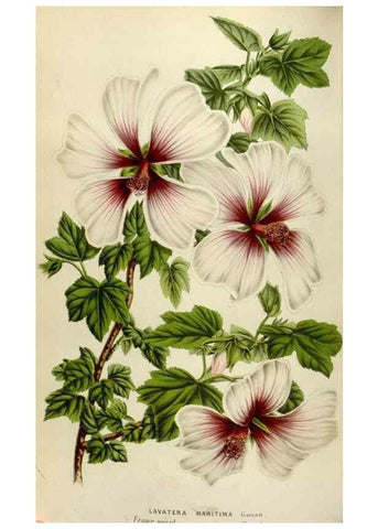 Reproducción/Reproduction 49584276352: Flore des serres et des jardins de l'Europe. A Gand :chez Louis van Houtte, eÌditeur,1845-1880.. 