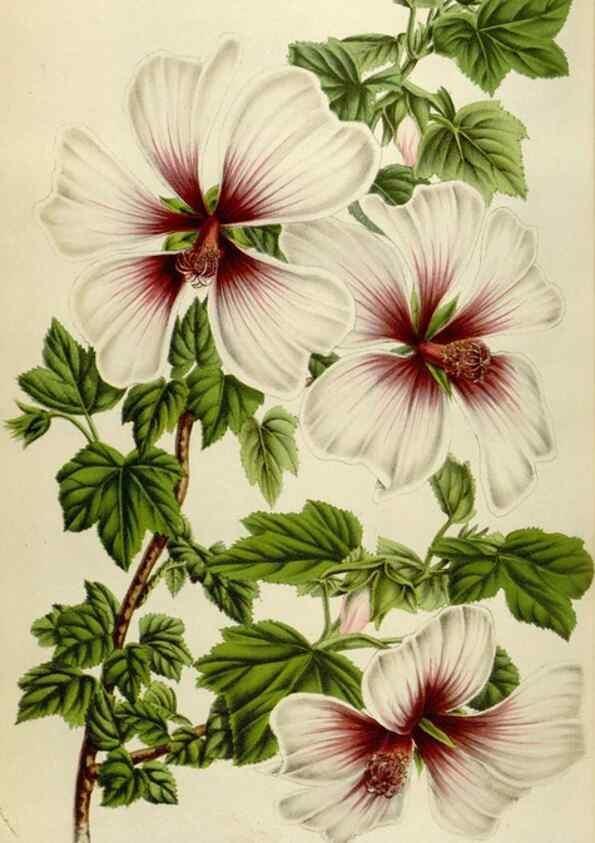 Reproducción/Reproduction 49584276352: Flore des serres et des jardins de l'Europe. A Gand :chez Louis van Houtte, eÌditeur,1845-1880.. 