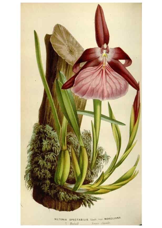 Reproducción/Reproduction 49583546908: Flore des serres et des jardins de l'Europe. A Gand :chez Louis van Houtte, eÌditeur,1845-1880.. 