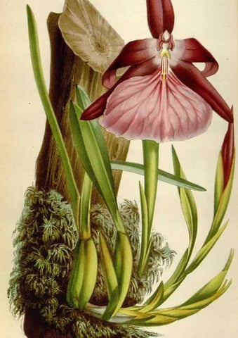 Reproducción/Reproduction 49583546908: Flore des serres et des jardins de l'Europe. A Gand :chez Louis van Houtte, eÌditeur,1845-1880.. 