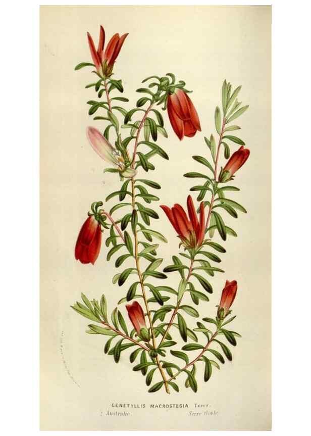 Reproducción/Reproduction 49584277877: Flore des serres et des jardins de l'Europe. A Gand :chez Louis van Houtte, eÌditeur,1845-1880.. 