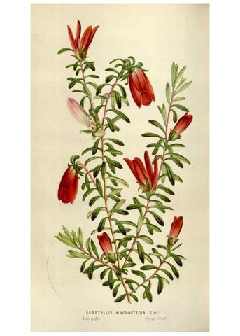 Reproducción/Reproduction 49584277877: Flore des serres et des jardins de l'Europe. A Gand :chez Louis van Houtte, eÌditeur,1845-1880.. 