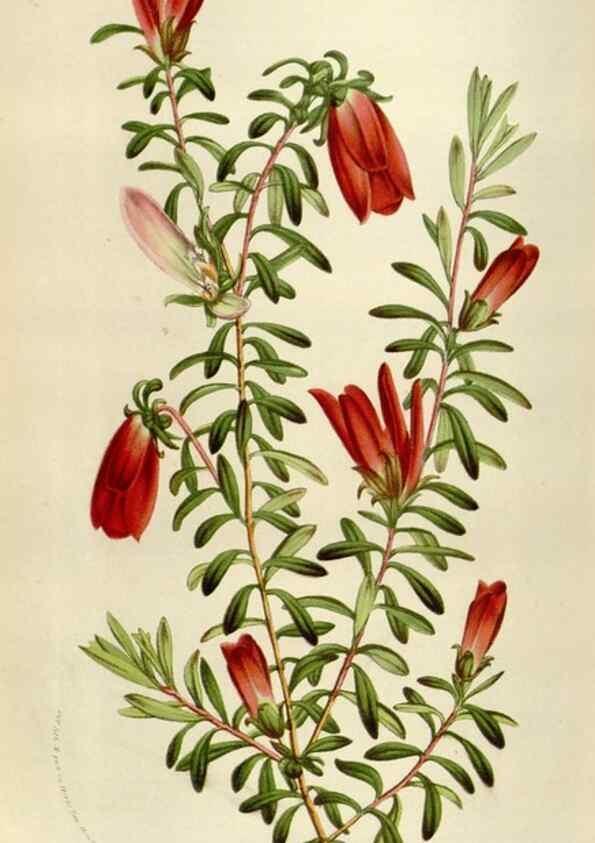 Reproducción/Reproduction 49584277877: Flore des serres et des jardins de l'Europe. A Gand :chez Louis van Houtte, eÌditeur,1845-1880.. 