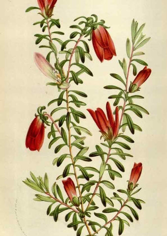 Reproducción/Reproduction 49584277877: Flore des serres et des jardins de l'Europe. A Gand :chez Louis van Houtte, eÌditeur,1845-1880.. 