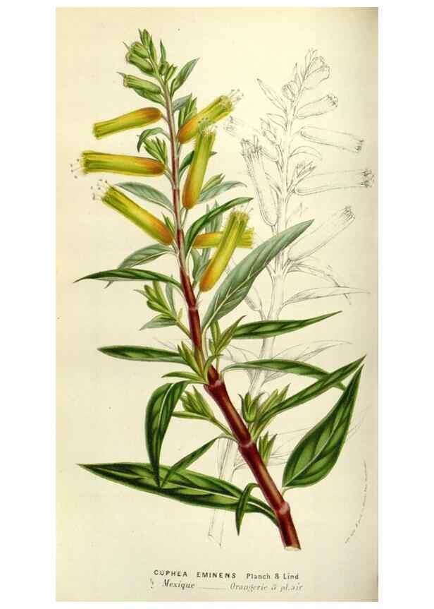 Reproducción/Reproduction 49584038316: Flore des serres et des jardins de l'Europe. A Gand :chez Louis van Houtte, eÌditeur,1845-1880.. 