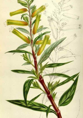 Reproducción/Reproduction 49584038316: Flore des serres et des jardins de l'Europe. A Gand :chez Louis van Houtte, eÌditeur,1845-1880.. 