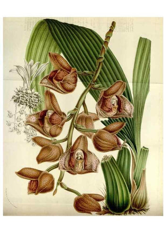 Reproducción/Reproduction 49584037816: Flore des serres et des jardins de l'Europe. A Gand :chez Louis van Houtte, eÌditeur,1845-1880.. 