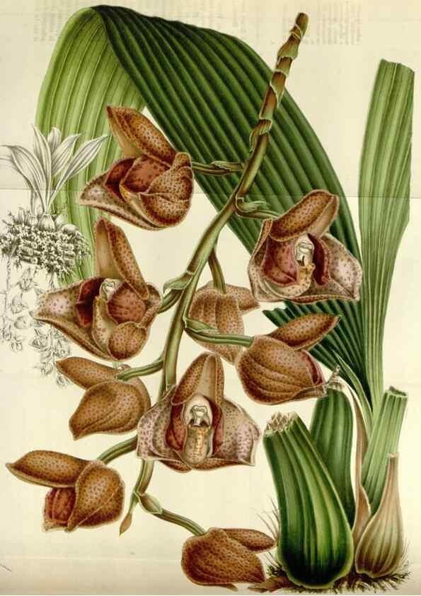 Reproducción/Reproduction 49584037816: Flore des serres et des jardins de l'Europe. A Gand :chez Louis van Houtte, eÌditeur,1845-1880.. 