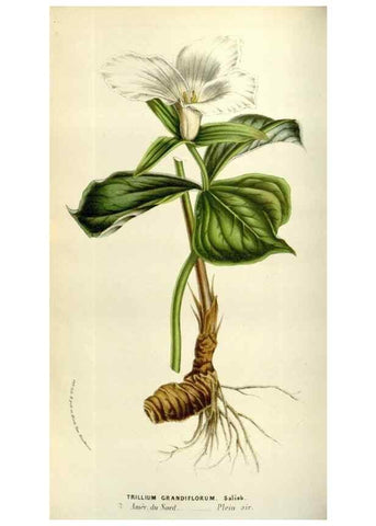 Reproducción/Reproduction 49584270387: Flore des serres et des jardins de l'Europe. A Gand :chez Louis van Houtte, eÌditeur,1845-1880.. 