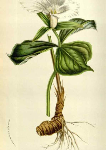 Reproducción/Reproduction 49584270387: Flore des serres et des jardins de l'Europe. A Gand :chez Louis van Houtte, eÌditeur,1845-1880.. 