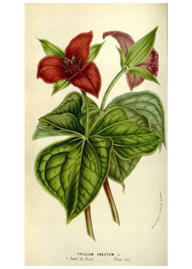 Reproducción/Reproduction 49583538948: Flore des serres et des jardins de l'Europe. A Gand :chez Louis van Houtte, eÌditeur,1845-1880.. 