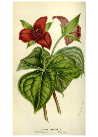 Reproducción/Reproduction 49583538948: Flore des serres et des jardins de l'Europe. A Gand :chez Louis van Houtte, eÌditeur,1845-1880.. 