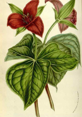 Reproducción/Reproduction 49583538948: Flore des serres et des jardins de l'Europe. A Gand :chez Louis van Houtte, eÌditeur,1845-1880.. 