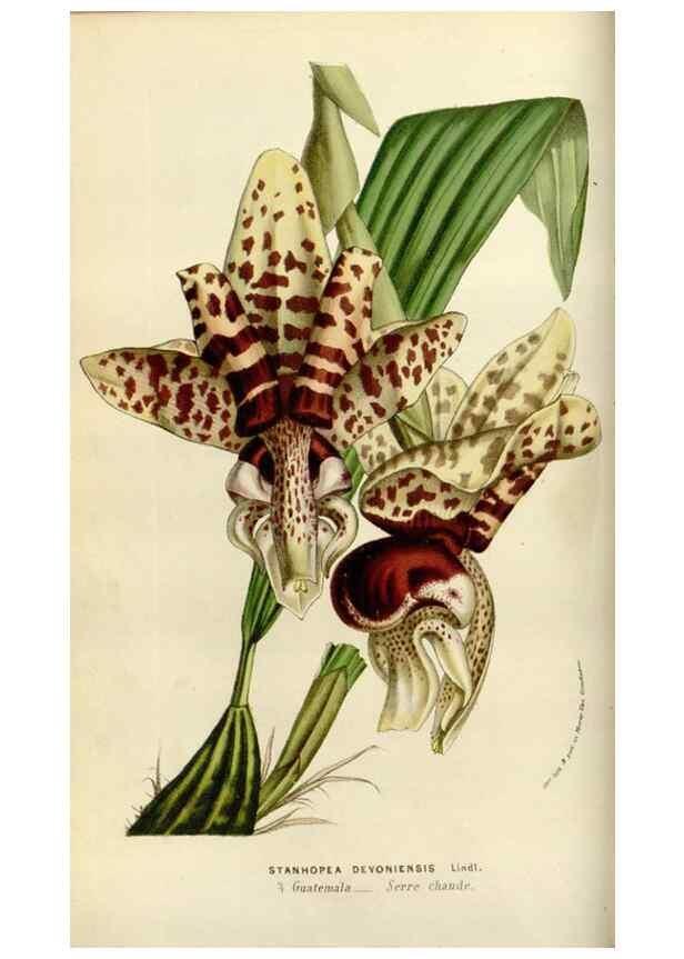 Reproducción/Reproduction 49584263607: Flore des serres et des jardins de l'Europe. A Gand :chez Louis van Houtte, eÌditeur,1845-1880.. 
