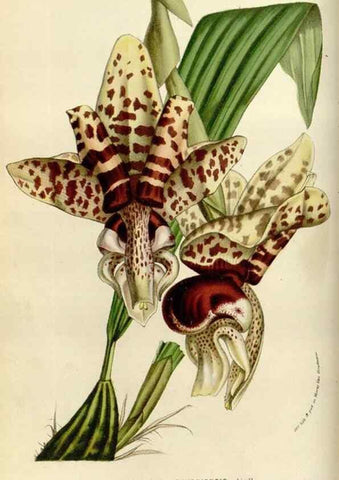 Reproducción/Reproduction 49584263607: Flore des serres et des jardins de l'Europe. A Gand :chez Louis van Houtte, eÌditeur,1845-1880.. 