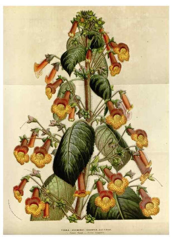 Reproducción/Reproduction 49584031281: Flore des serres et des jardins de l'Europe. A Gand :chez Louis van Houtte, eÌditeur,1845-1880.. 