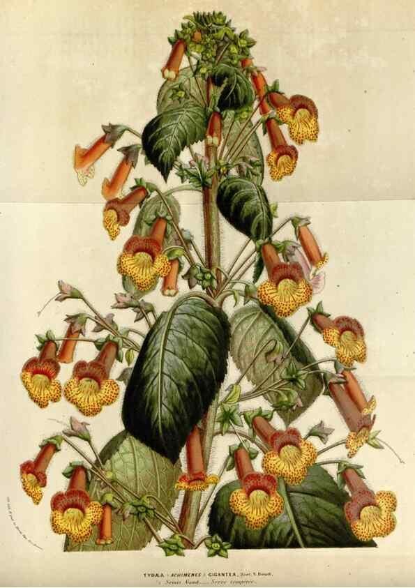 Reproducción/Reproduction 49584031281: Flore des serres et des jardins de l'Europe. A Gand :chez Louis van Houtte, eÌditeur,1845-1880.. 
