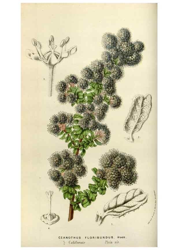 Reproducción/Reproduction 49584264237: Flore des serres et des jardins de l'Europe. A Gand :chez Louis van Houtte, eÌditeur,1845-1880.. 