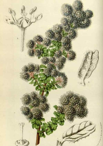 Reproducción/Reproduction 49584264237: Flore des serres et des jardins de l'Europe. A Gand :chez Louis van Houtte, eÌditeur,1845-1880.. 