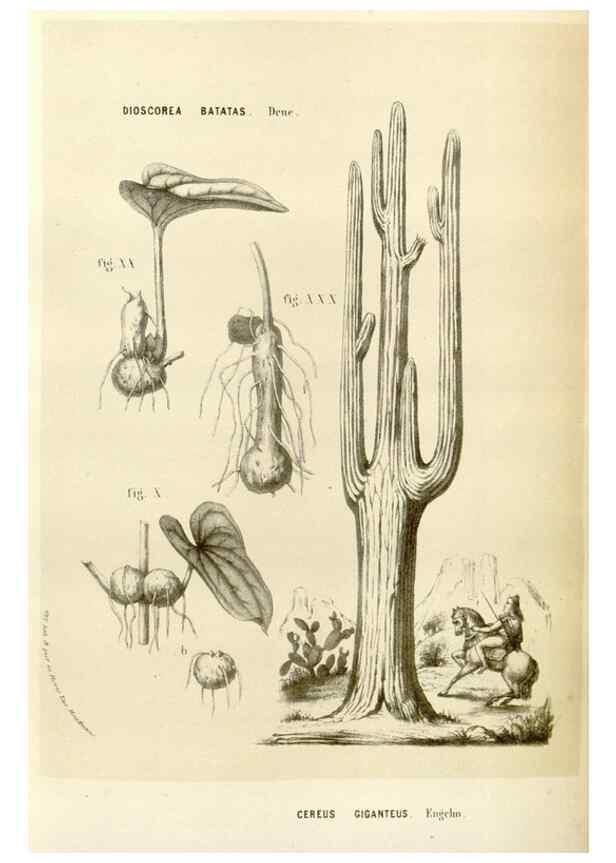 Reproducción/Reproduction 49584264772: Flore des serres et des jardins de l'Europe. A Gand :chez Louis van Houtte, eÌditeur,1845-1880.. 