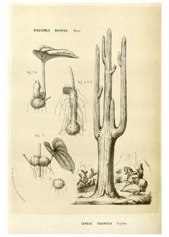 Reproducción/Reproduction 49584264772: Flore des serres et des jardins de l'Europe. A Gand :chez Louis van Houtte, eÌditeur,1845-1880.. 