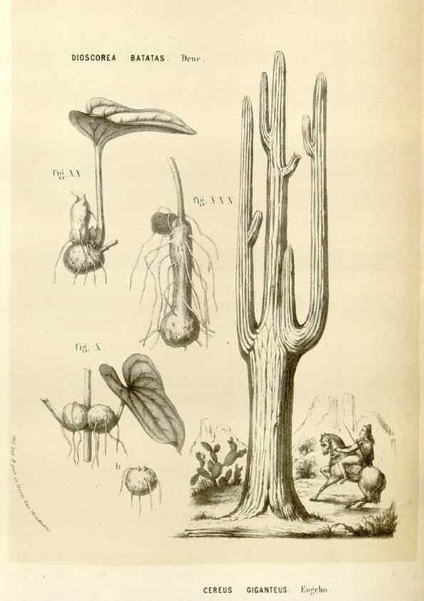 Reproducción/Reproduction 49584264772: Flore des serres et des jardins de l'Europe. A Gand :chez Louis van Houtte, eÌditeur,1845-1880.. 