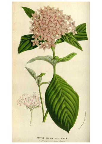 Reproducción/Reproduction 49584265177: Flore des serres et des jardins de l'Europe. A Gand :chez Louis van Houtte, eÌditeur,1845-1880.. 