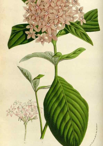 Reproducción/Reproduction 49584265177: Flore des serres et des jardins de l'Europe. A Gand :chez Louis van Houtte, eÌditeur,1845-1880.. 